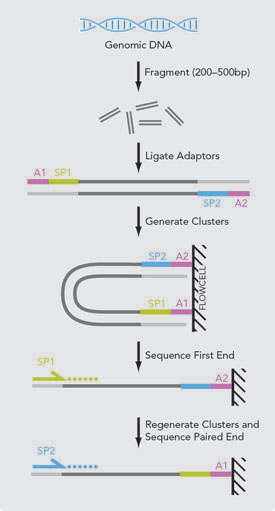 paired-end_sequencing