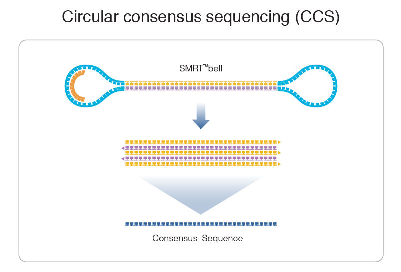 Circular-Consensus-Sequence